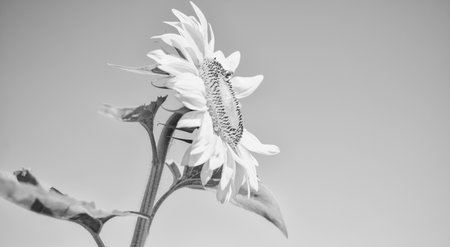 Sunflower on blue sky background, seeds and oils conceptの写真素材