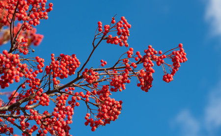 branch of rowan with berries on blue sky background. copy space