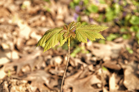 Maple tree sprout with green leaves grow in forest soil sunny natural background, plant