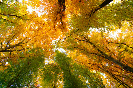 autumnal nature of autumn forest. forest nature in autumn season. seasonal nature in autumn forestの写真素材