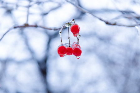 red frozen berries outside. winter nature season with frozen rowan berries twig. winter natureの写真素材