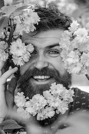 Man with beard and mustache on happy face near tender pink flowers, close up. Hipster with sakura...