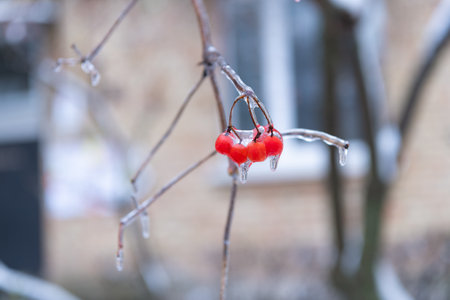 beauty of winter nature season. red frozen berries outside. winter nature seasonの写真素材