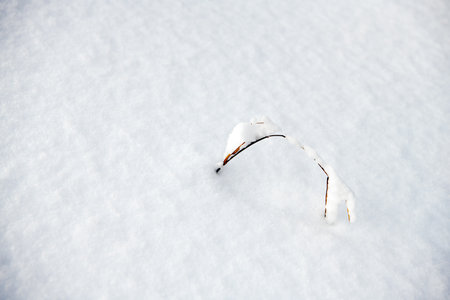 Branch under snow cover. Snowy texture background. Abstract winter whitenessの写真素材