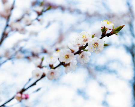 Spring flowers blossoming on sakura tree branch on natural blurred background, blossomの写真素材