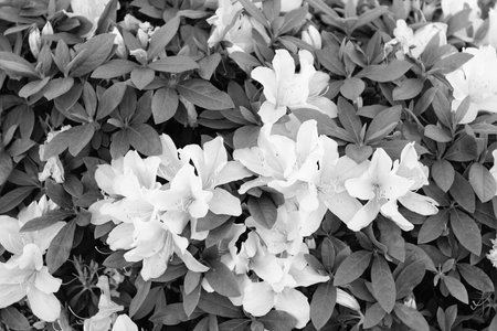 Jasmine flowers blossoming on green shrub flowering plantの写真素材