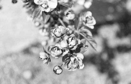 pink cherry tree flower on blooming spring. tree branchの写真素材