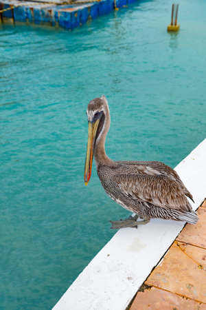 image of pelican bird with beak. pelican bird with beak outdoor. pelican bird with beakの写真素材