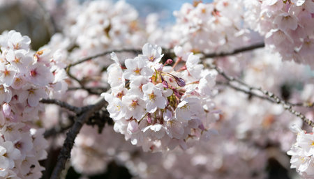 apricot flower on branch of tree, selective focus. macro nature