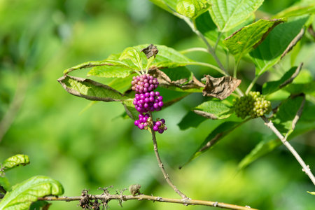 berry plant outdoor. purple berry of plant. macro photo of berry plant. photography of berry plantの写真素材