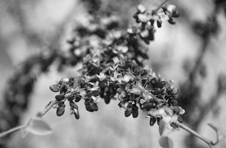 purple flower buds of blooming sakura tree in springの写真素材