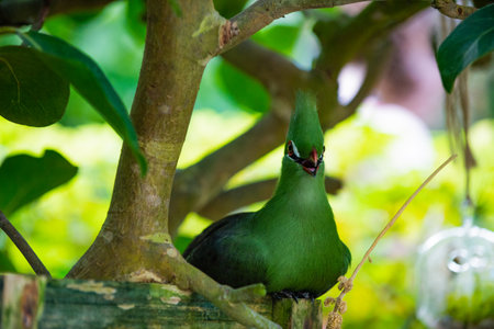 exotic tauraco bird sit outdoor. photo of exotic tauraco bird in nature. exotic tauraco birdの写真素材