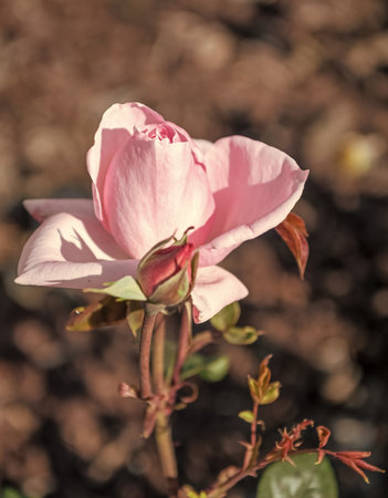 macro view of pink rose flower blooming in summerの写真素材