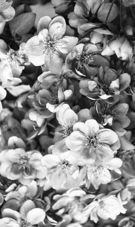 pink flowers backdrop of blooming sakura tree in springの写真素材