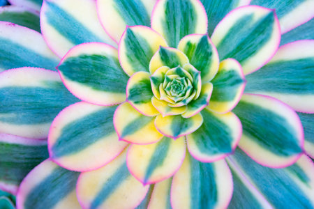 aeonium nature plant. aeonium plant nature bright color. aeonium plant nature background.の写真素材