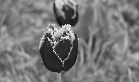 selective focus of red flowers of fresh holland tulipsの写真素材