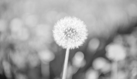 yellow dandelion blowball flower on blurred background. macro. nature beauty. selective focusの写真素材