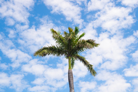summer palm tree on sky. summer palm tree on blue sky. summer palm tree outdoor.の写真素材