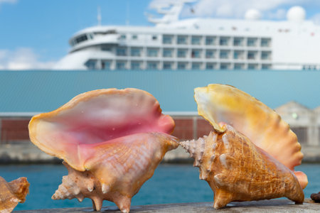 summer seashell in closeup. summer seashell outdoor. two big summer seashell.の写真素材