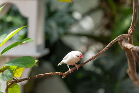 finch bird with white feather on branch. exotic finch bird has red beak outdoor.の写真素材