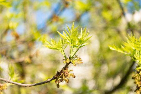 spring green leaves. spring green leaves in nature. spring green leaves of sprout.の写真素材