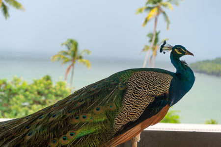 peacock bird closeup. peacock bird in wildlife. peacock bird in wild nature. photo of exotic peacockの写真素材