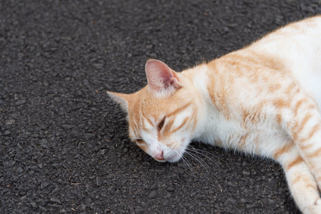 cute pet cat in the street, copy space. pet at outside. photo of pet cat. pet act relax outdoor.の写真素材