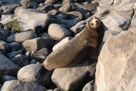 sealion in wildlife at stones. sealion in wildlife at stones. california sealion in wildlife natureの写真素材