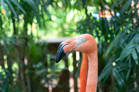 head photo of flamingo bird in nature. flamingo bird in wildlife. flamingo bird with pink feather.の写真素材