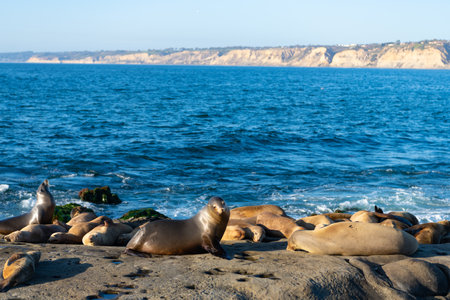 cute sealion in wildlife at sea. sealion in wildlife at ocean. california sealion in wildlife natureの写真素材