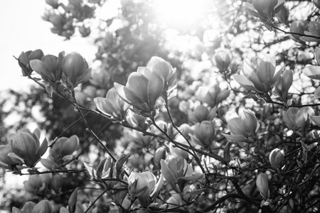 pink flowers of blossoming magnolia tree in spring.の写真素材