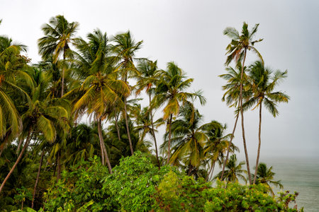 image of tropical summer palm tree. tropical summer palm tree. tropical summer palm plant.