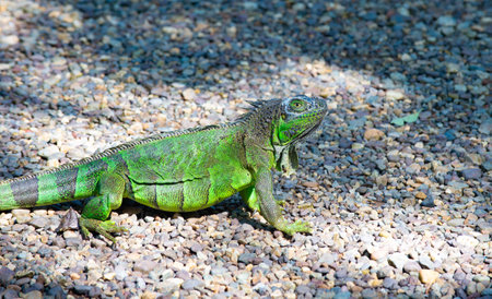 iguana lizard on stony ground. iguana lizard outside. iguana lizard in nature.の写真素材