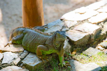 iguana lizard closeup. iguana lizard outside. iguana lizard in nature. photo of iguana lizardの写真素材