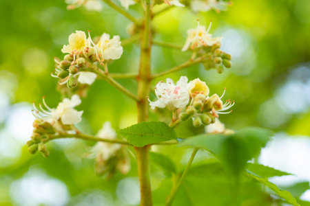 chestnuts bloom in nature. chestnuts bloom in nature outdoor. chestnuts bloom in natureの写真素材
