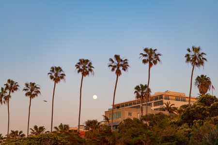summer palm in california with building. summer palm in california landscape.の写真素材