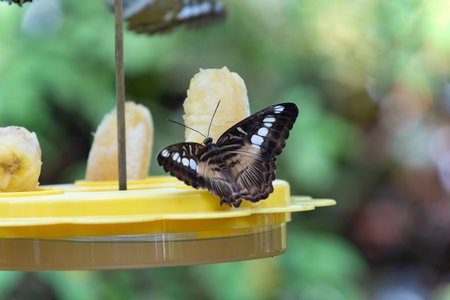 feeding of butterfly in nature. butterfly insect closeup. flying butterfly macro photography.