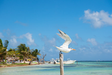 seabird gull in summer. seabird gull in summer beach. seabird gull in summer outdoor.