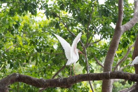 photo of ibis bird fauna at branch outdoor. ibis bird fauna. ibis bird fauna in wildlife.の写真素材