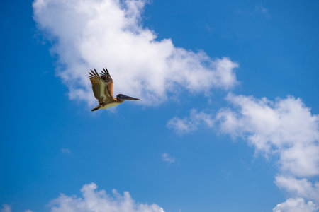 pelican bird in summer, copy space. pelican bird flying in the sky. pelican bird outdoor.の写真素材