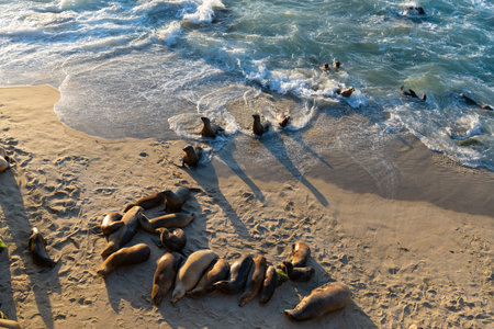 sea lion wild animal outdoor. sea lion wild animal basking at ocean.の写真素材