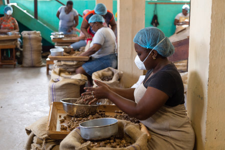 St. George, Grenada - November 27, 2015: nut producing farm with woman workerのeditorial素材