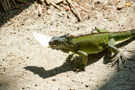 iguana lizard at zoo. iguana lizard in nature. photo of iguana lizard reptile. iguana lizard outdoorの写真素材
