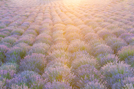 Scenic view of purple lavender field at sunset. endless lavender field. Beautiful lavender field on a sunny day. beautiful and lilac lavender field in the countryside with rows of purple flowersの写真素材