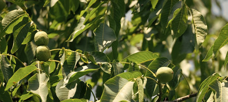 Green walnuts ripening on walnut tree branches with pinnate leaves natural background.
