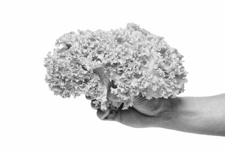 healthy lettuce vegetable in hand isolated on white background.