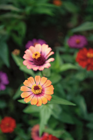 zinnia flower with leaves. zinnia flower in nature. zinnia flower outdoor. photo of zinnia flowerの写真素材