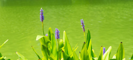 flower. flowering nature closeup. macro of flowering plant. purple exotic flower on bright green background. natural flower plant. flora nature. bright blooming flower in natureの写真素材