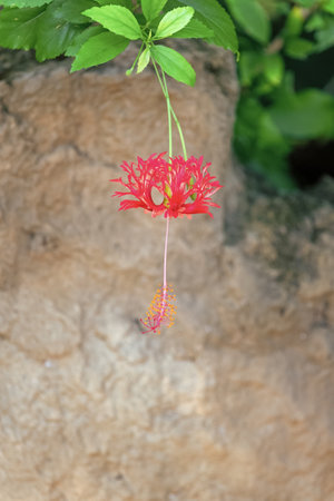 hibiscus flower in nature. hibiscus flower plant. hibiscus flower tropical plant. photo of hibiscusの写真素材