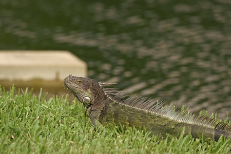 iguana lizard outdoor. image of iguana lizard. iguana lizard reptile. iguana lizard in wildlifeの写真素材